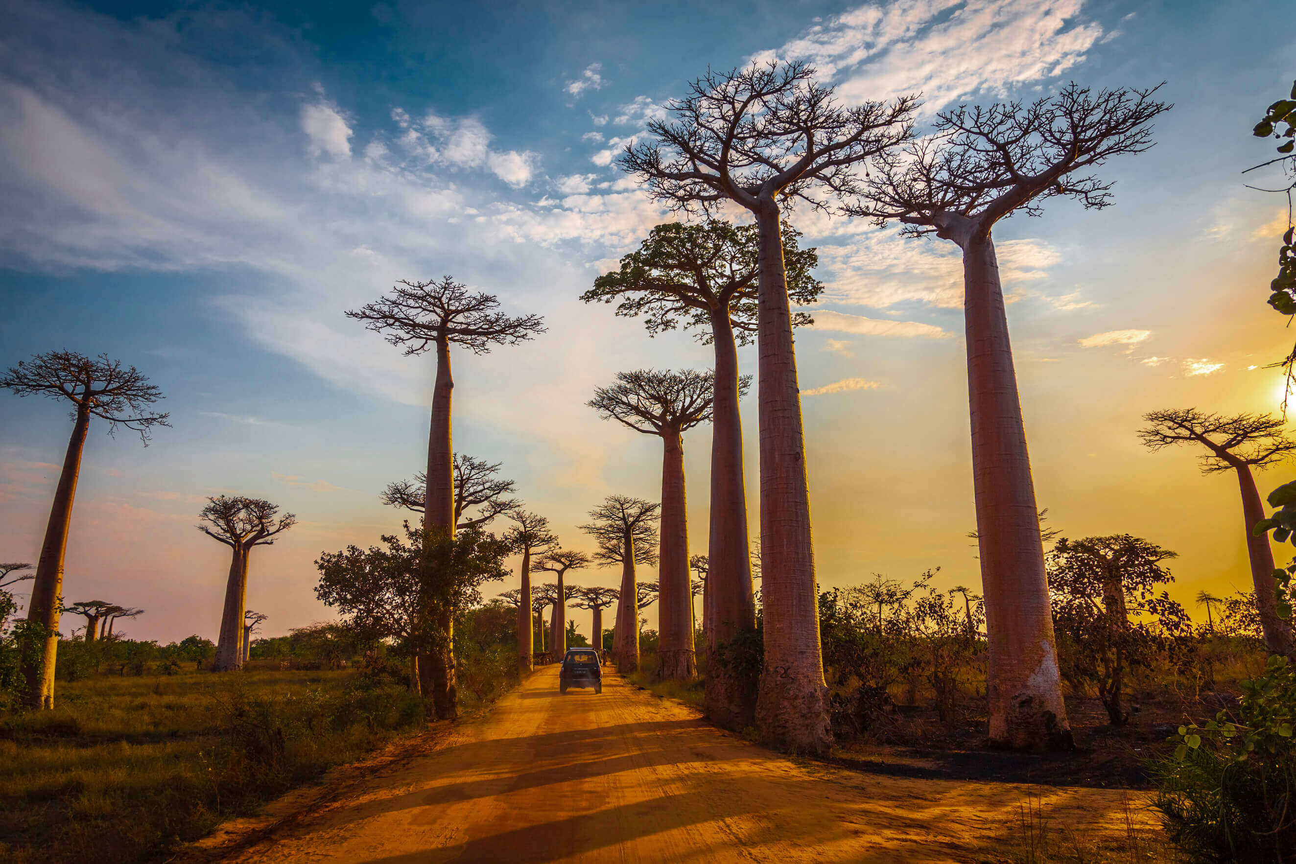 Allée des Baobabs Madagascar