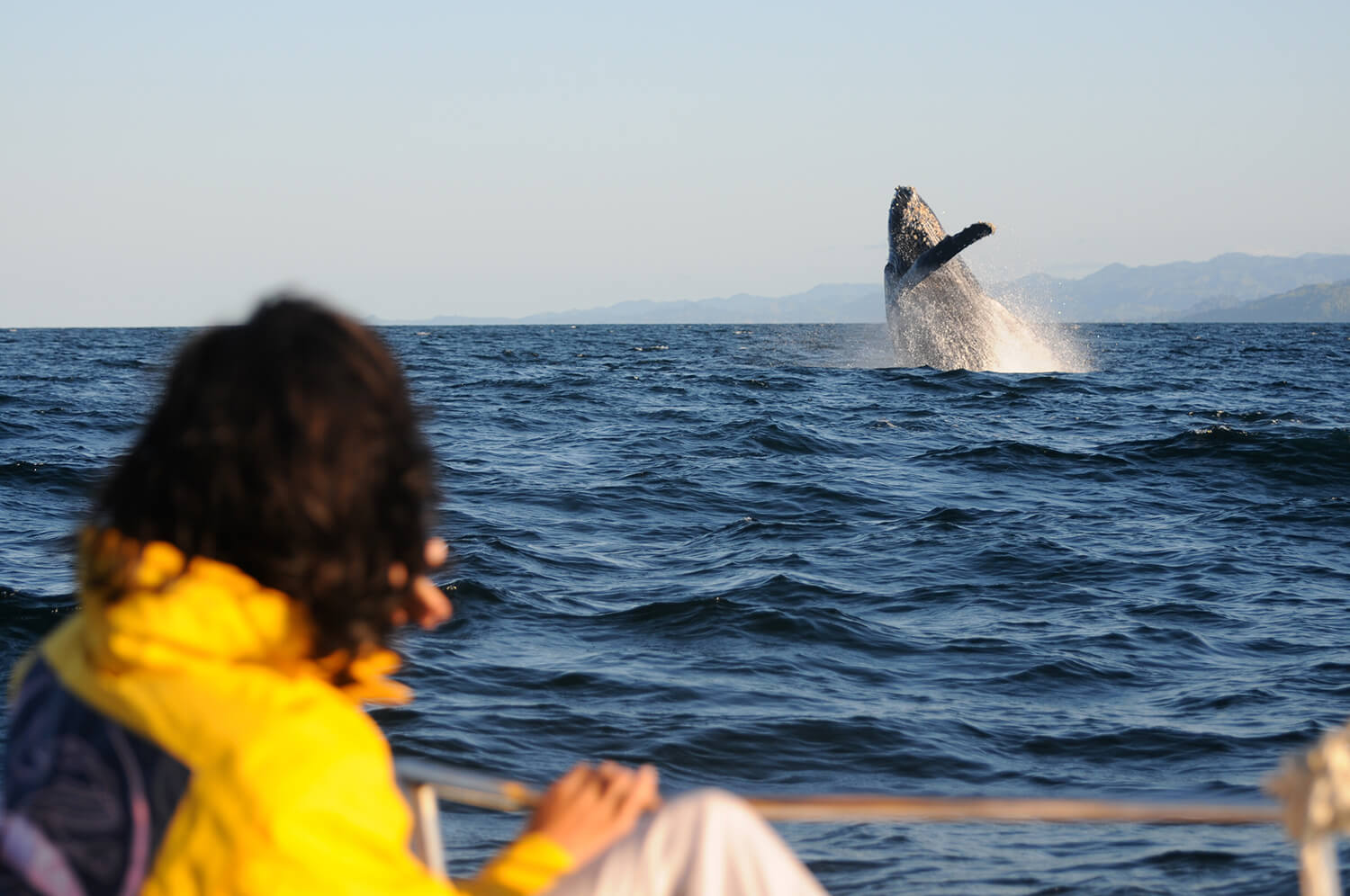 Baleine