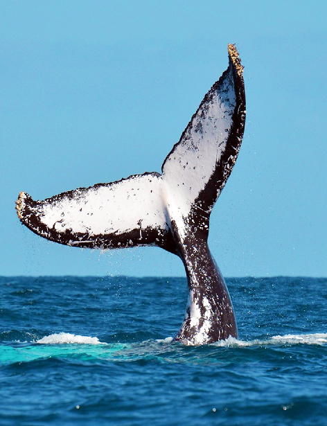 Baleines à bosse Sainte-Marie