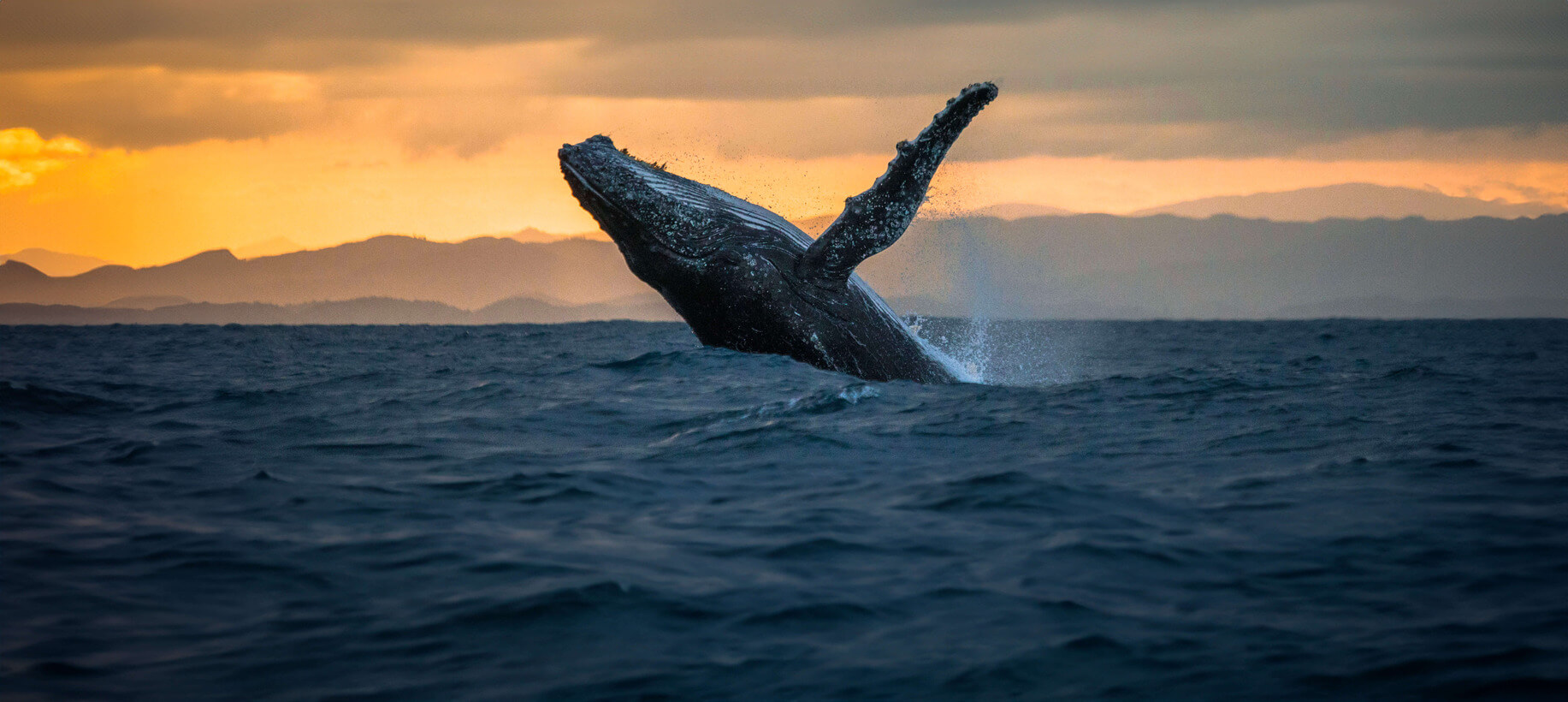 Festival des Baleines Sainte-Marie
