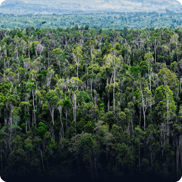 Évasion Tropicale : Andasibe à Sainte Marie