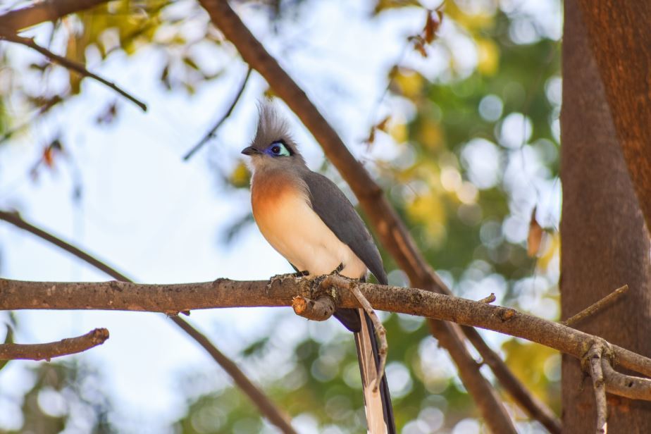 Safari de Kirindy