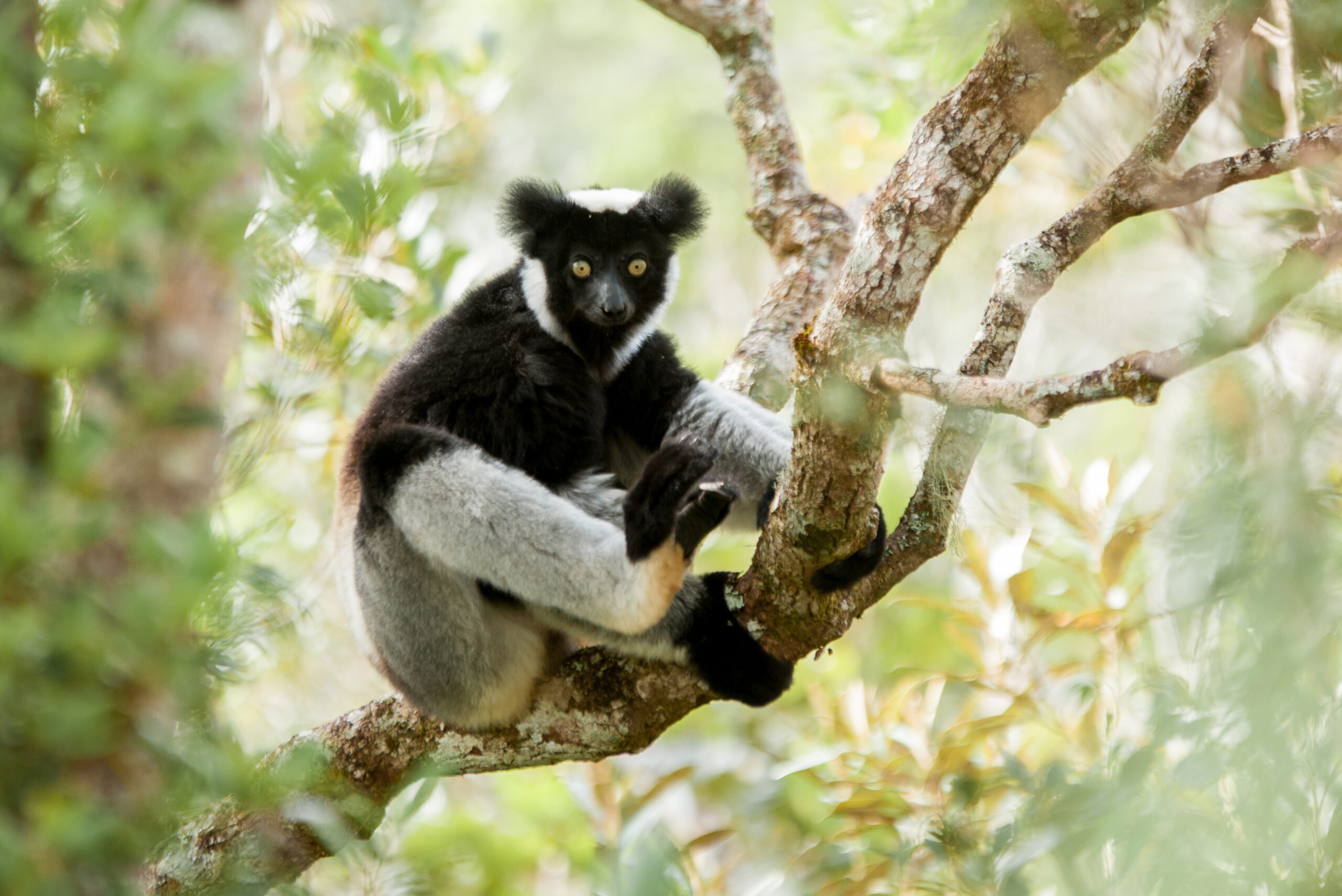 Indri Indri à Andasibe