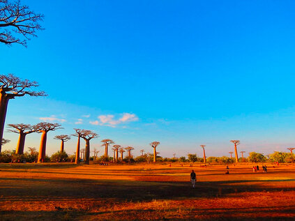 Allée des Baobabs