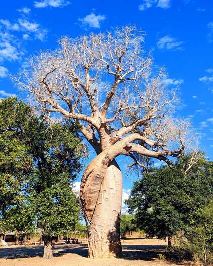 Baobab amoureux
