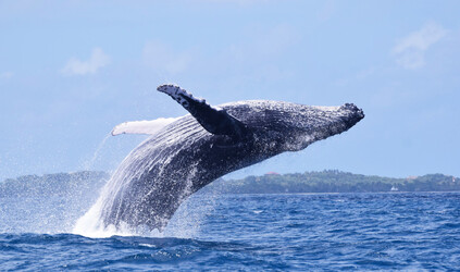 Observation des Baleines