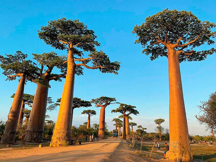 Allée des Baobabs