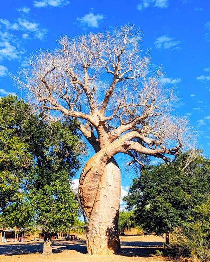 Baobab Amoureux
