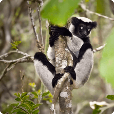 Voyage Andasibe Madagascar