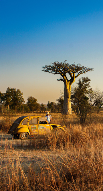 Baobabs