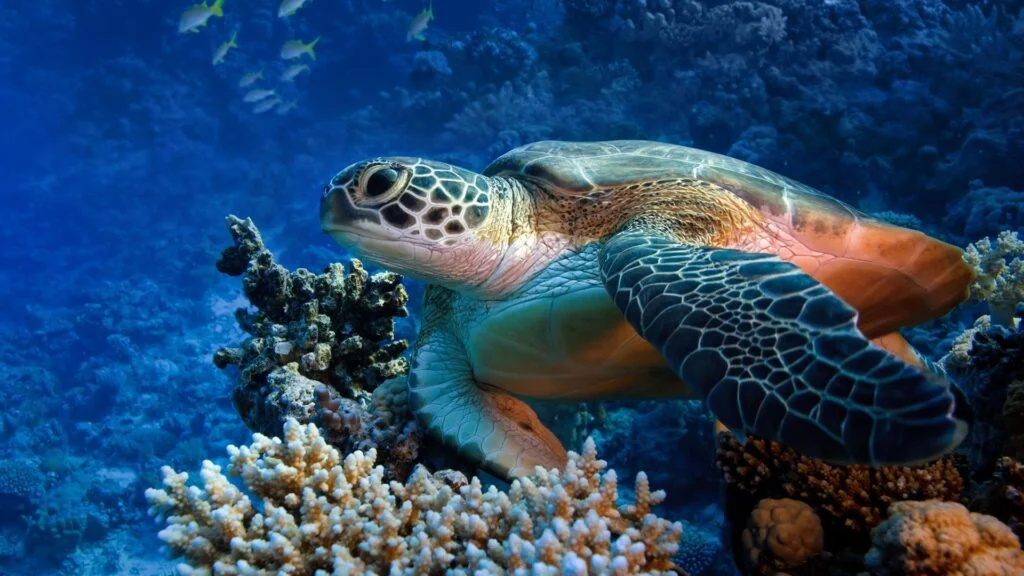Tortue Nosy Sakatia