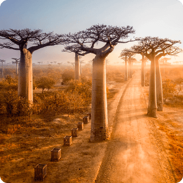 Allée des Baobabs - Madagascar